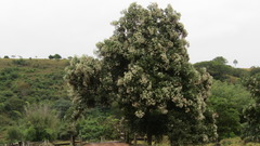 Cordia glabrata