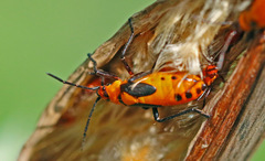 Oncopeltus fasciatus