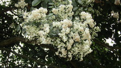 Cordia glabrata