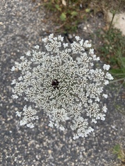 Daucus carota