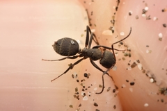 Camponotus novogranadensis