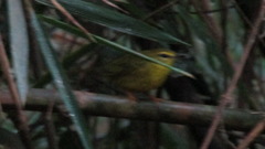 Myiothlypis flaveola