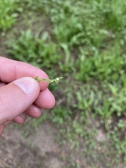 Pectocarya penicillata