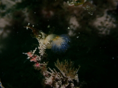 Aplidium punctum