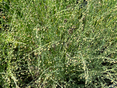 Linaceae