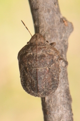 Psacasta tuberculata