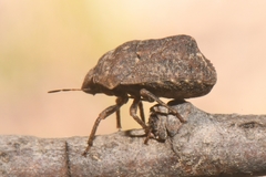 Psacasta tuberculata