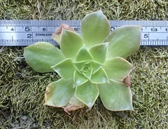 Dudleya stolonifera