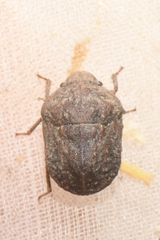 Psacasta tuberculata