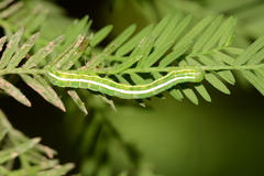 Cutina distincta