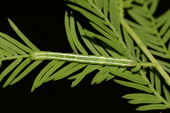 Cutina distincta