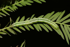 Cutina distincta