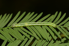 Cutina distincta