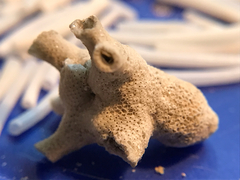 Schizoporella pungens