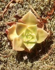 Dudleya stolonifera