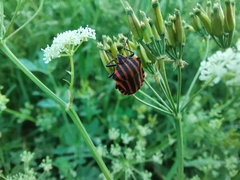 Graphosoma italicum italicum