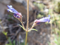 Penstemon gracilentus