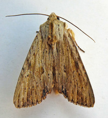 Apamea lithoxylaea