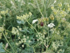 Graphosoma italicum italicum