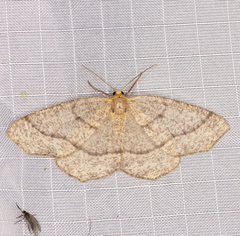 Lambdina pellucidaria