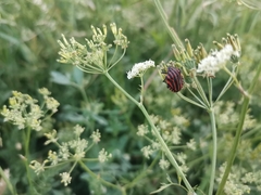 Graphosoma italicum italicum