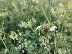 Graphosoma italicum italicum