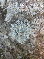 Physcia tribacioides