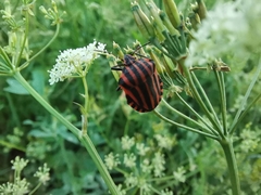 Graphosoma italicum italicum