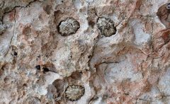 Patelloida latistrigata