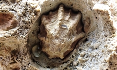 Patelloida latistrigata