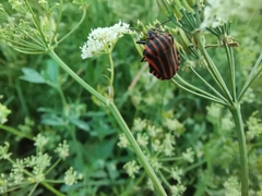 Graphosoma italicum italicum