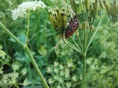 Graphosoma italicum italicum