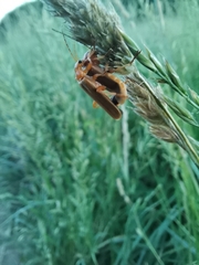 Coleoptera