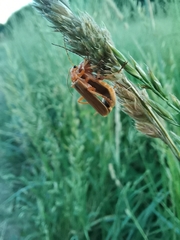 Coleoptera