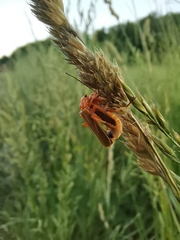 Coleoptera
