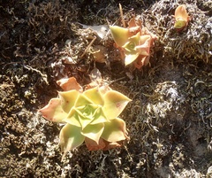 Dudleya stolonifera