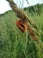 Coleoptera
