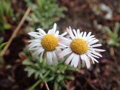 Erigeron formosissimus