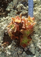 Dudleya stolonifera