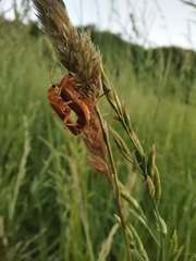 Coleoptera