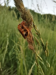 Coleoptera