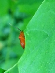 Coccobaphes frontifer