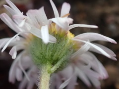 Erigeron formosissimus