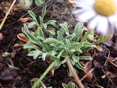 Erigeron formosissimus