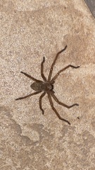 Olios sericeus