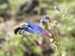 Penstemon gracilentus