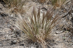 Elymus multisetus