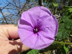 Ipomoea ficifolia