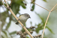 Vireo nelsoni