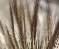 Elymus multisetus
